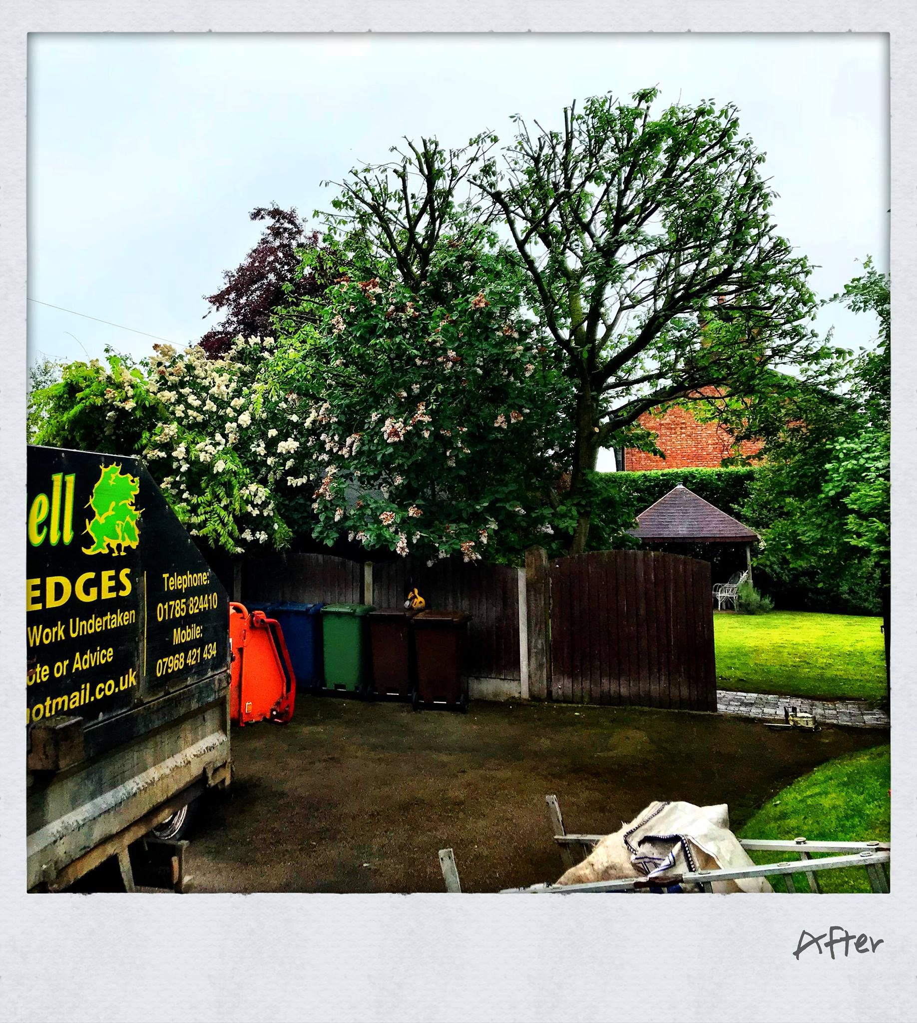 Tree Surgery Cannock