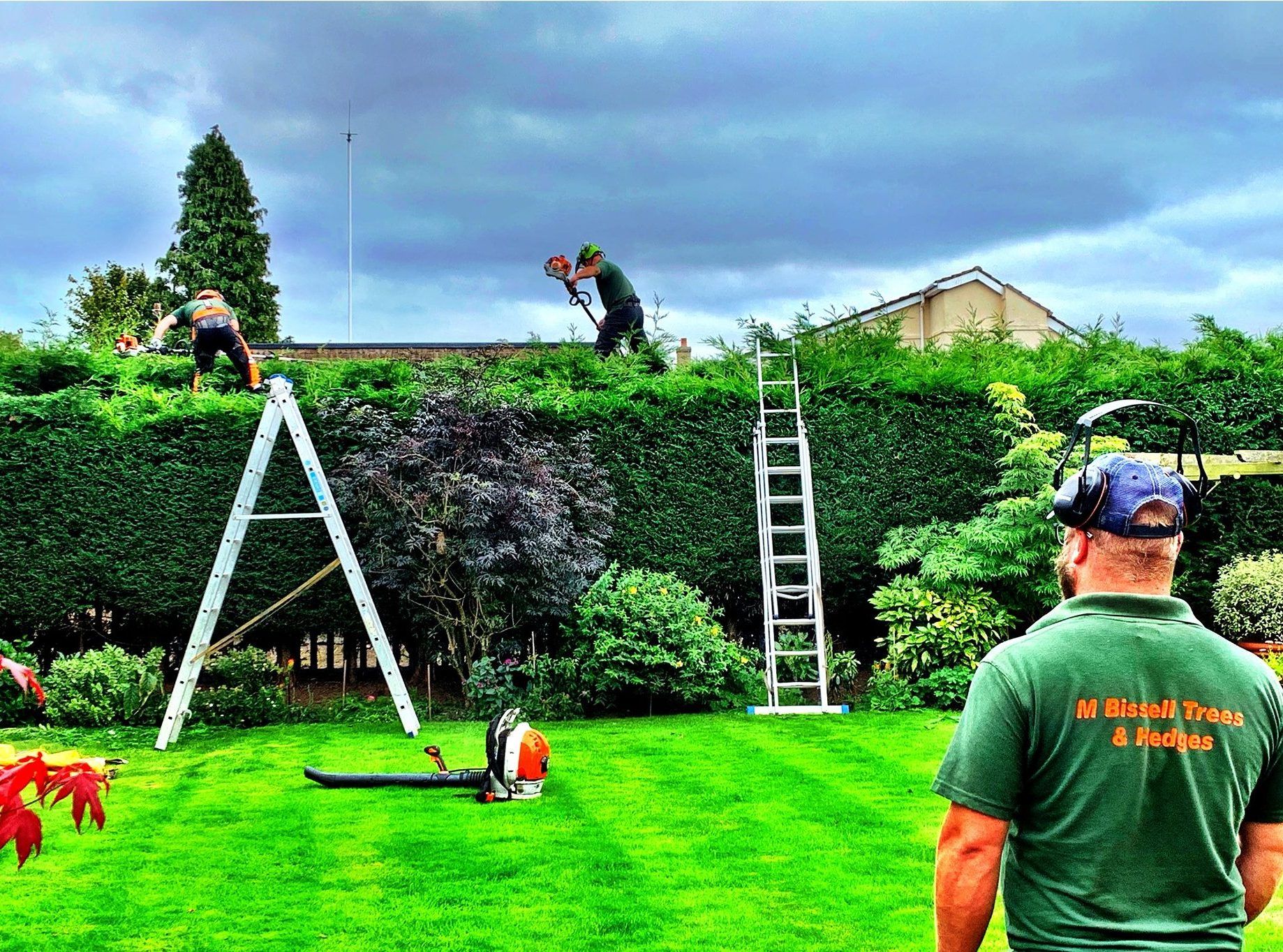 tree surgeon stafford